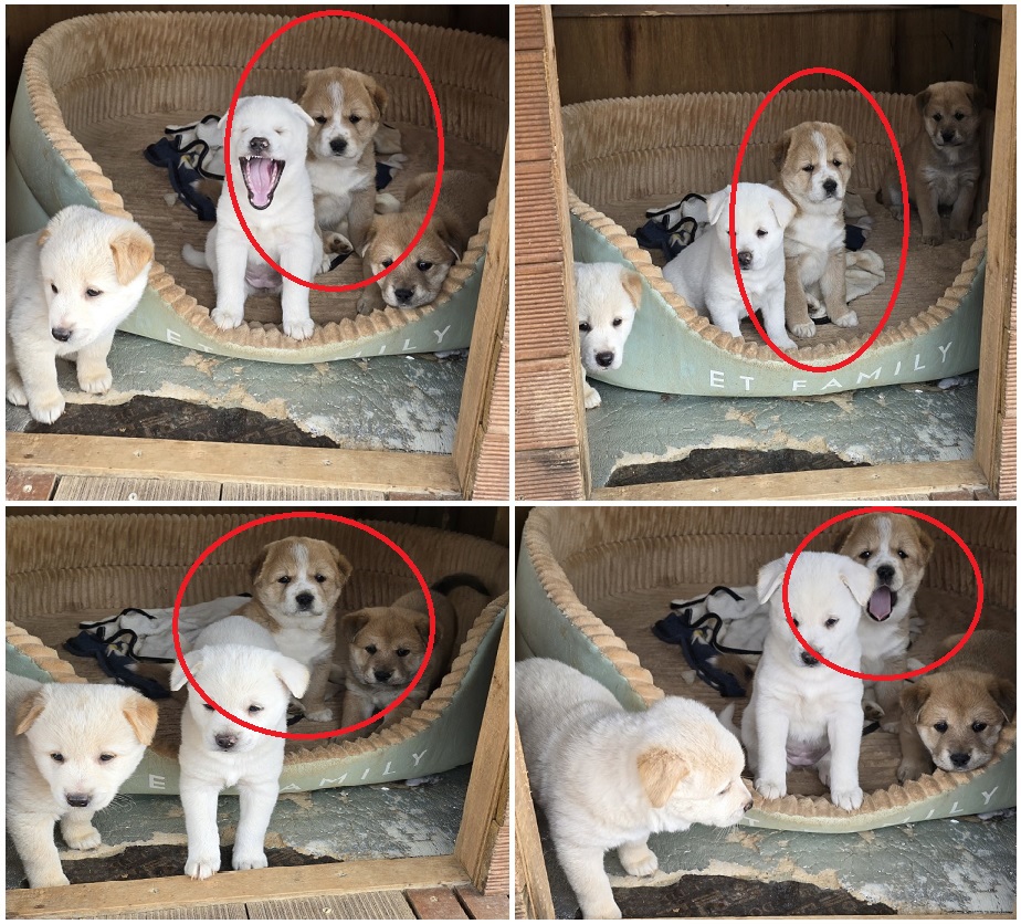무안군유기동물보호소_446495202400243